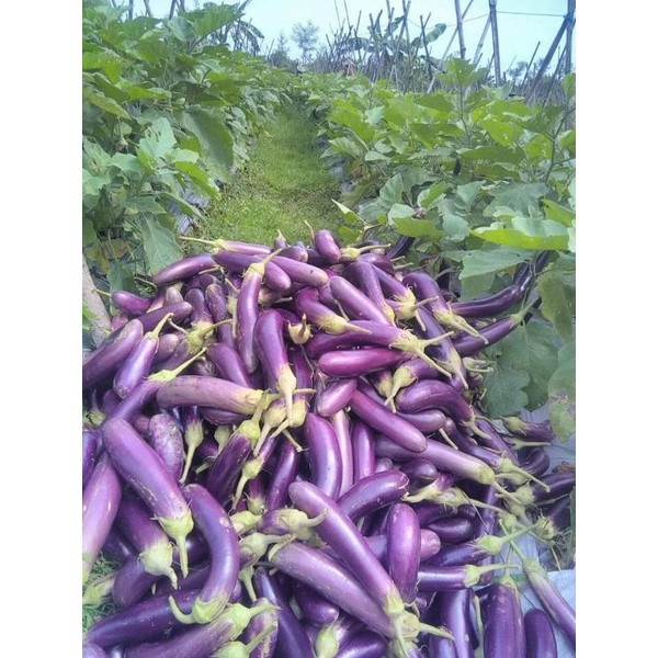 25 BIJI Benih Sayuran Terong Ungu Hibrida Unggul Terong Ungu Panjang F1 Terung Ungu Lalap