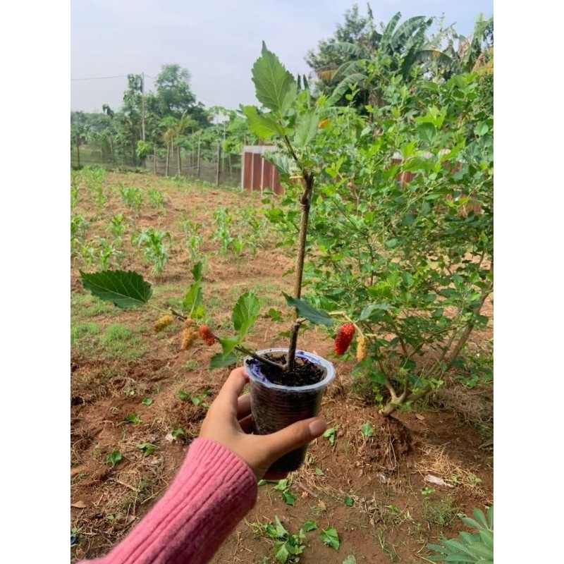 Pohon Buah Murbei Blueberry - Pohon Murbei Blueberry