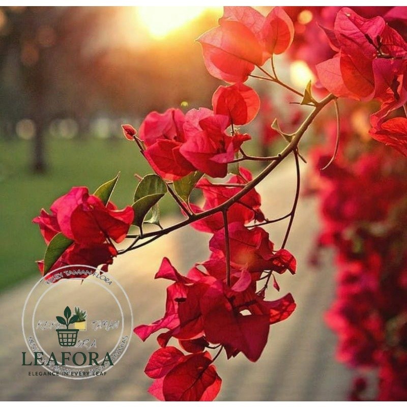Tanaman Hias Bunga Bougenville Bunga Merah - Bunga Bougenville Kembang Kertas