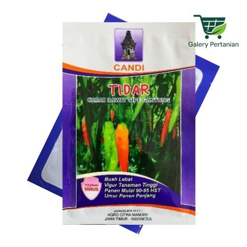 Benih Cabe Tidar 10gr Toleran Virus Original Pabrik Buah Lebat Viral Putih Tanaman Benih Tidar