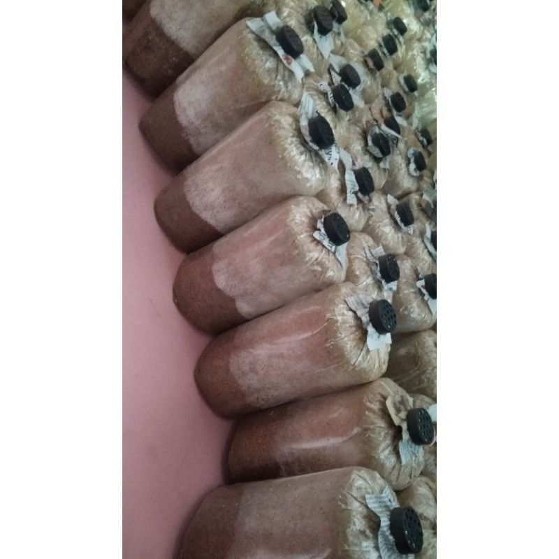 promo Baglog jamur tiram putih/bibit jamur tiram f3/benih jamur gratis ongkir