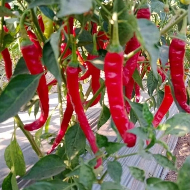 Pohon cabe rawit merah keriting rimbun / Tanaman hias pohon cabe rawit merah keriting