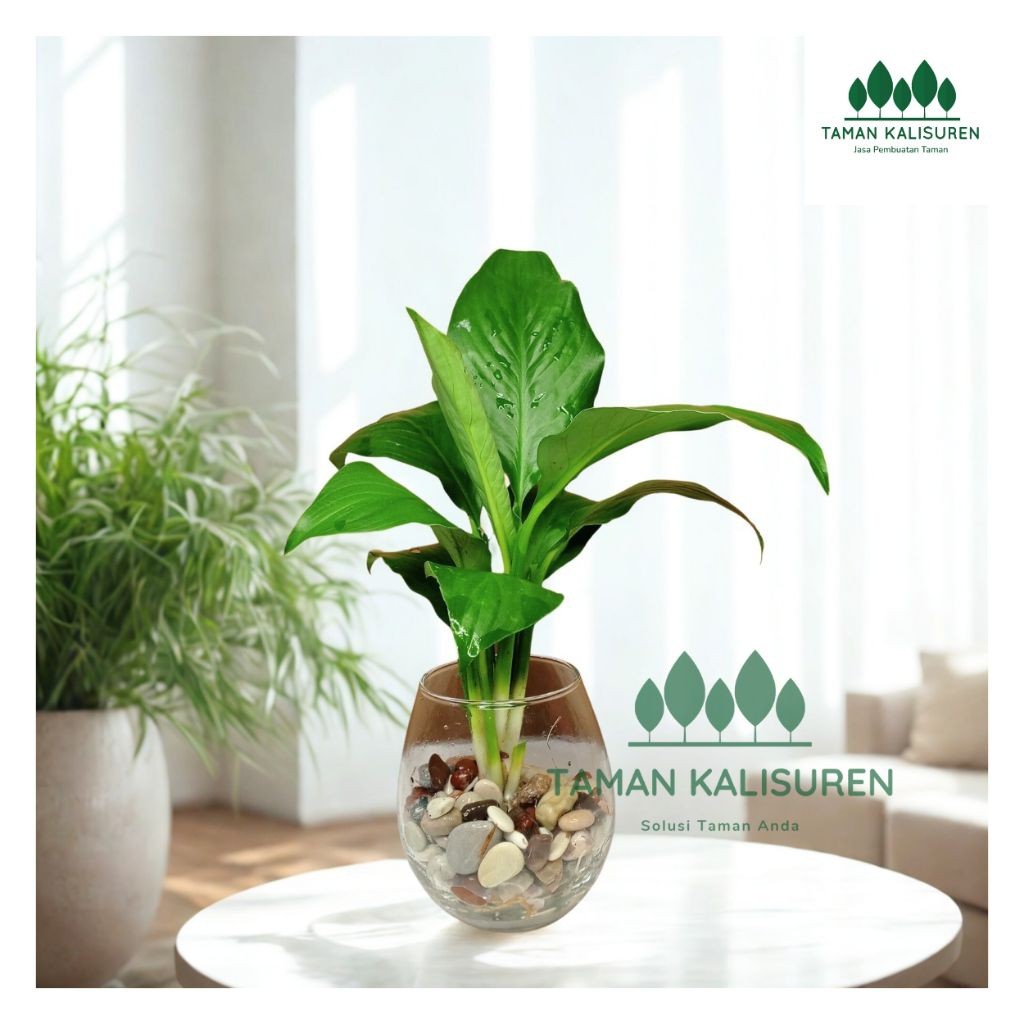 Tanaman Penyerap Racun Peace Lily Spatufilum Tanaman Penyerap Racun
