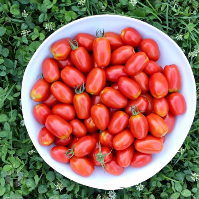 ISI PAKET : 5 Biji - Benih Tomat Cherry JULIET F1 -MYSEEDGARDEN