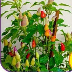 paket 3 Benih Cabe Hias SEROJA -MYSEEDGARDEN