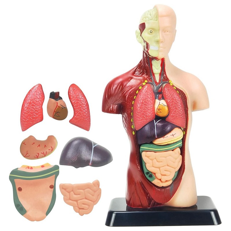 Human Body Model For Kids Plastic Human Torso Anatomy Model Toys 8 Pcs Removable Anatomy Doll With H