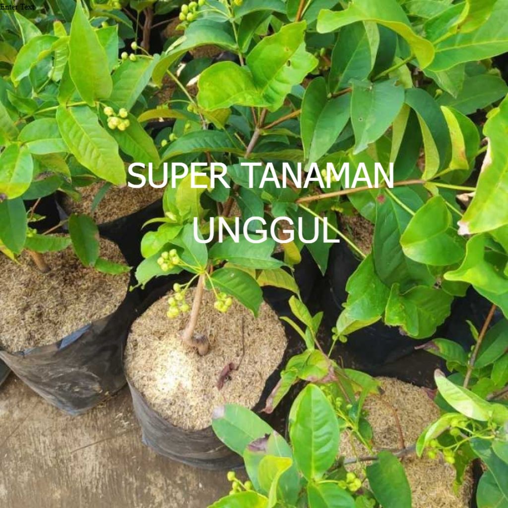 BIBIT JAMBU AIR SUDAH BERBUNGA/SIAP BUAH