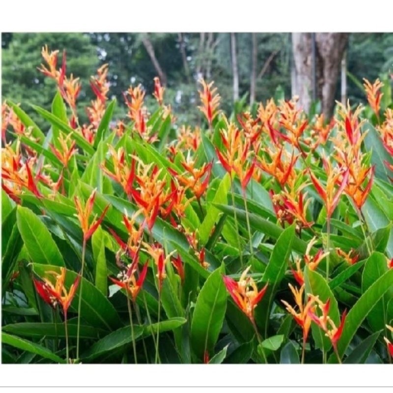 Tanaman Pisang Heliconia / tanaman hias pisang heliconia walet