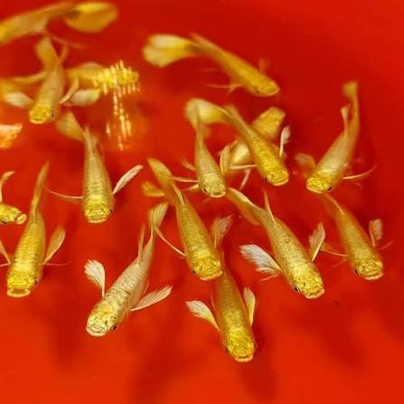 Hiasan Aquarium Ikan Guppy Albino Ful Gold bergaransi