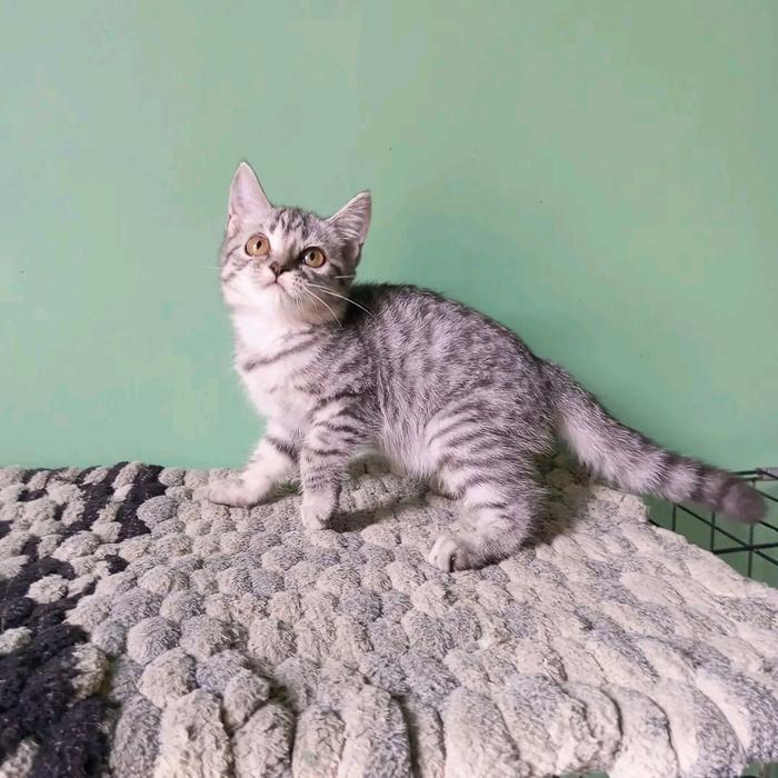 Kucing Mix british silver tabby betina kitten