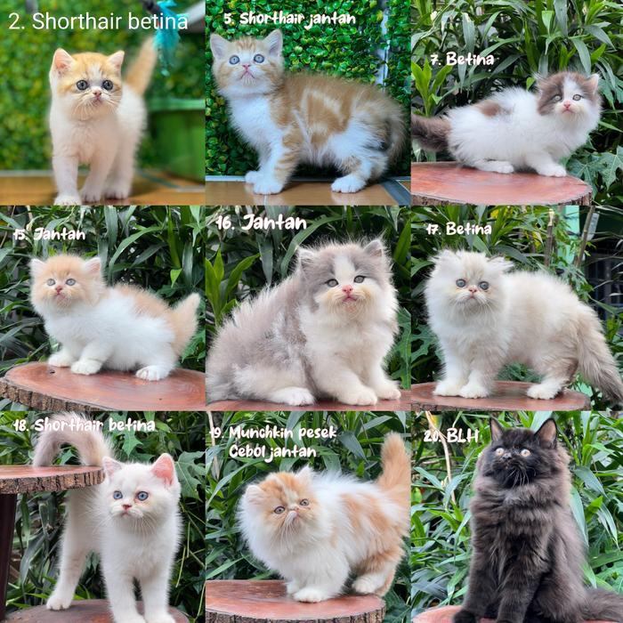 Jual Kucing persia himalaya mainecoon munchkin bsh peaknose scottish - 8. BSH silver