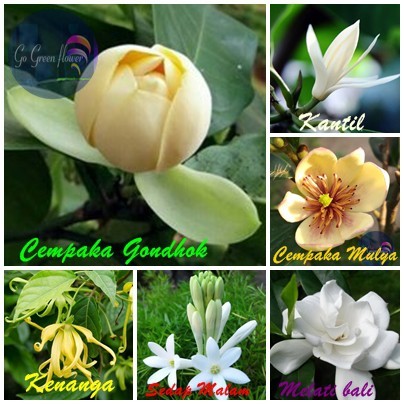 CEMPAKA PAKET 6 pohon CEMPAKA BANGKOK cempaka mulya KANTIL PUTIH kenanga MELATI BALI CEPIRING sedap 