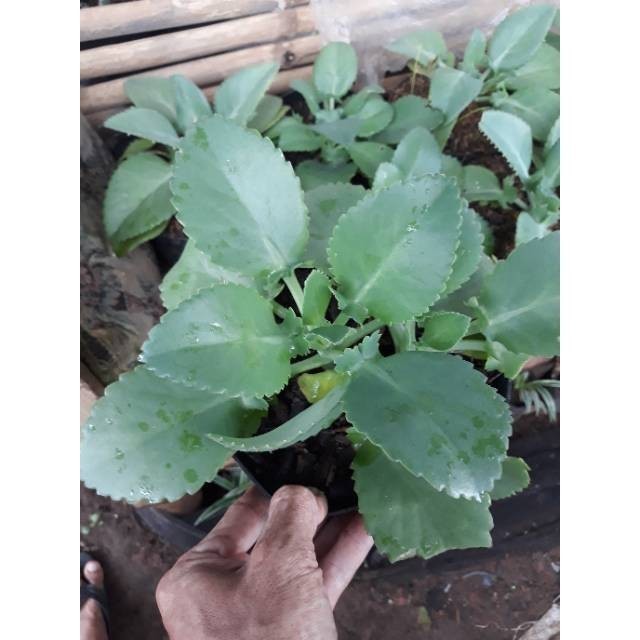 Tanaman herbal cocor bebek tanaman hias hidup cocor bebek tanaman herbal daun sosor bebek tanaman he