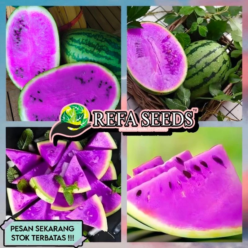 REFA (30 Biji) Benih Semangka Ungu Hybrid F1 Original Kemasan Pabrik / Benih semangka ungu