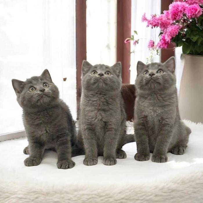 Kucing british shorthair abu atau blue j dan b