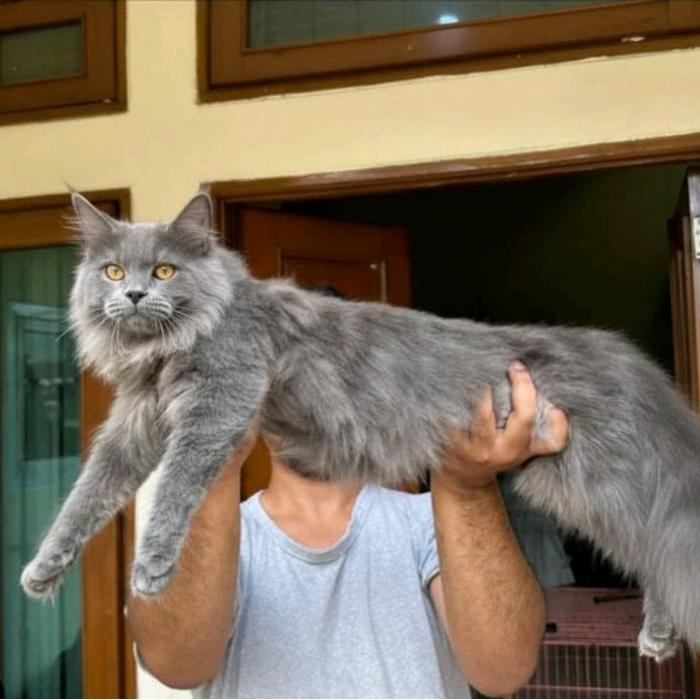 kucing Mainecoon jantan grey solid