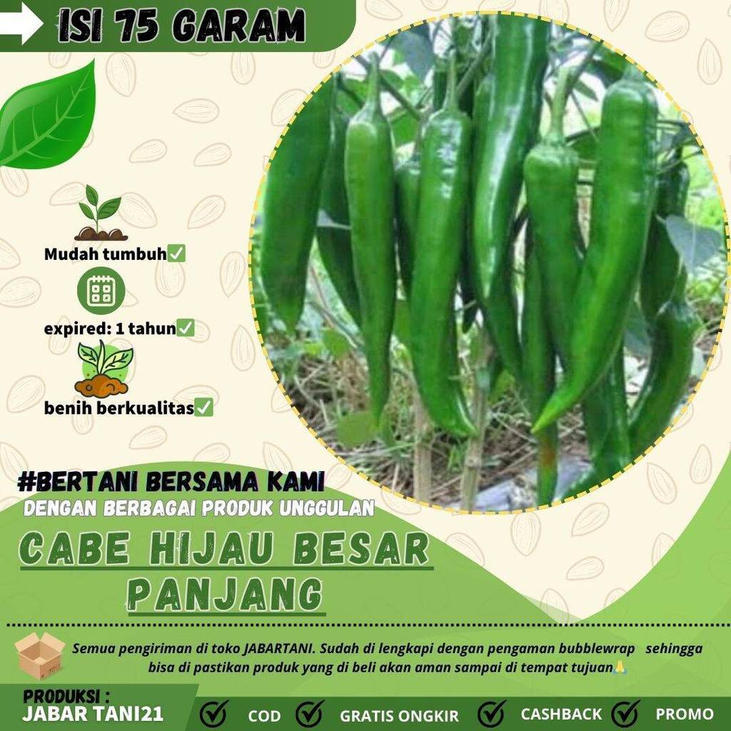 50butir- BIJI BENIH CABE HIJAU BESAR PANJANG|CABE PANJANG BESAR KUALITAS TINGGI