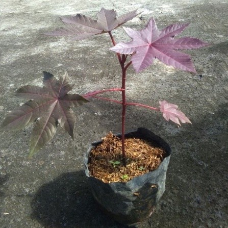 Bibit Tanaman Toga JARAK MERAH - Pohon Obat Jarak Merah