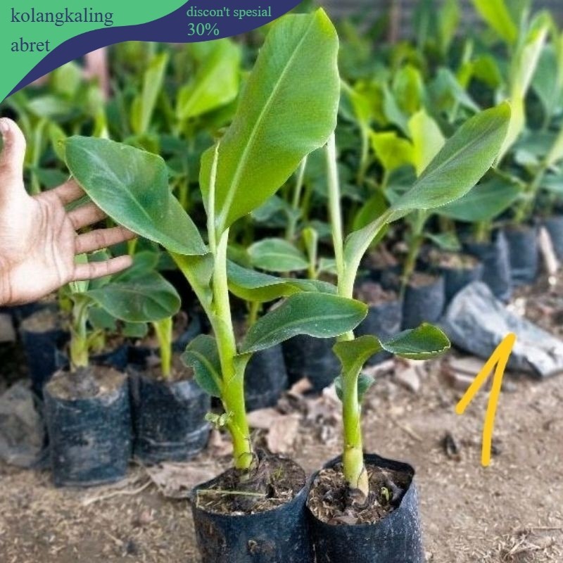 bibit pisang ambon kuning