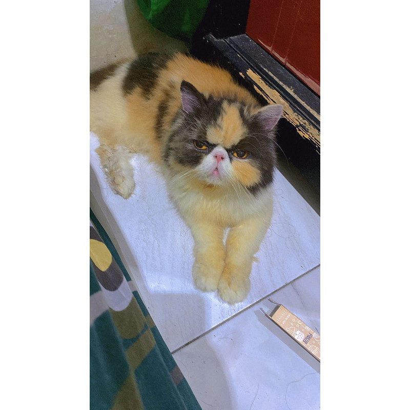 kucing peaknose indukan calico