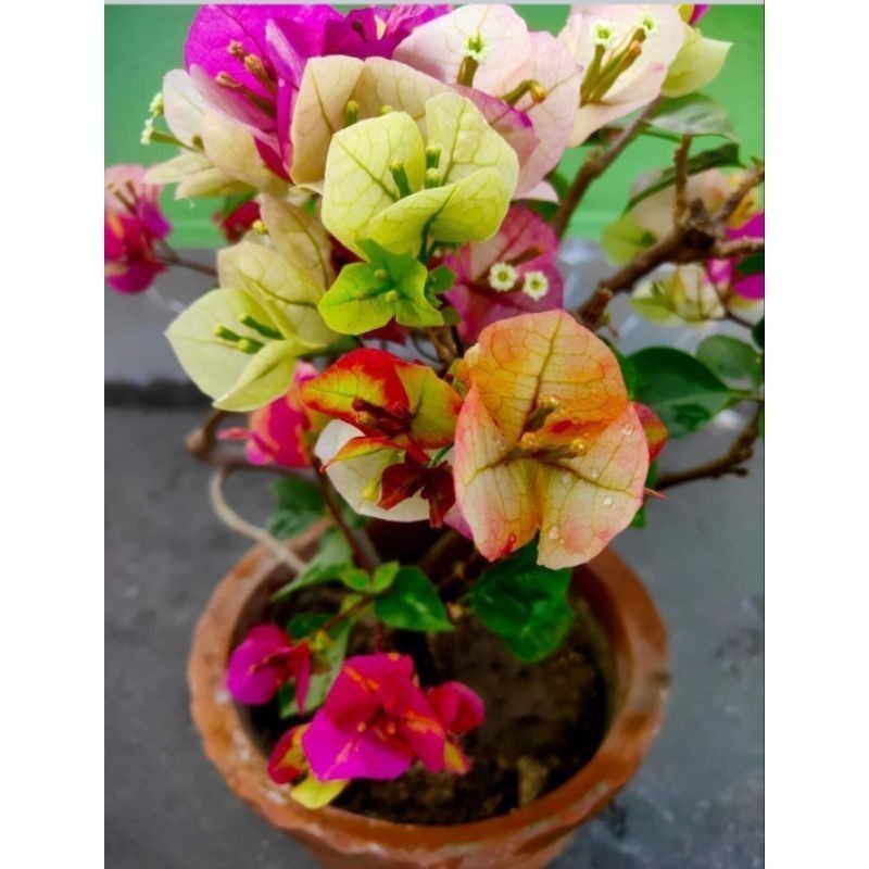 Bibit Bugenvil Citra India Gradasi Cantik