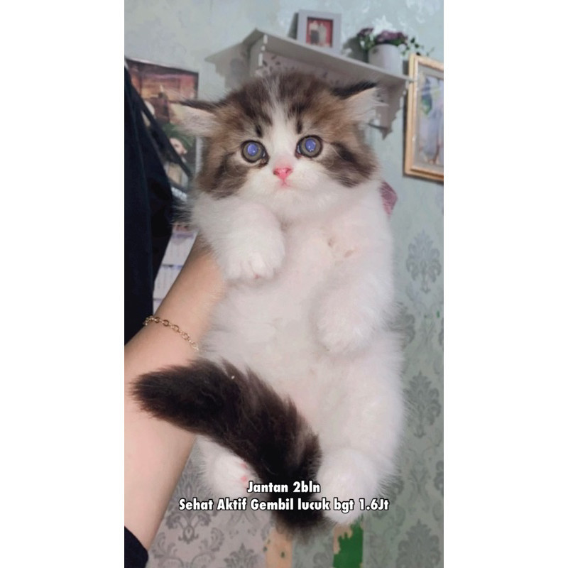 KUCING PERSIA SUDAH VAKSIN LONGHAIR AKTIF SEHAT GEMBIL