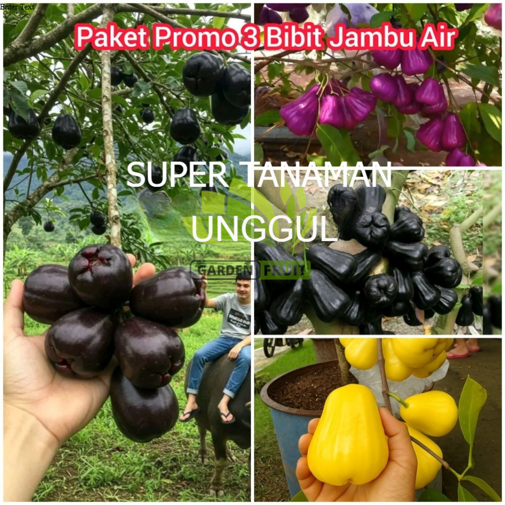 PROMO Paket 3 Bibit Jambu Air Madu Kuning, Jambu Air Citra Ungu, Jambu Air Hitam Black Guava Super