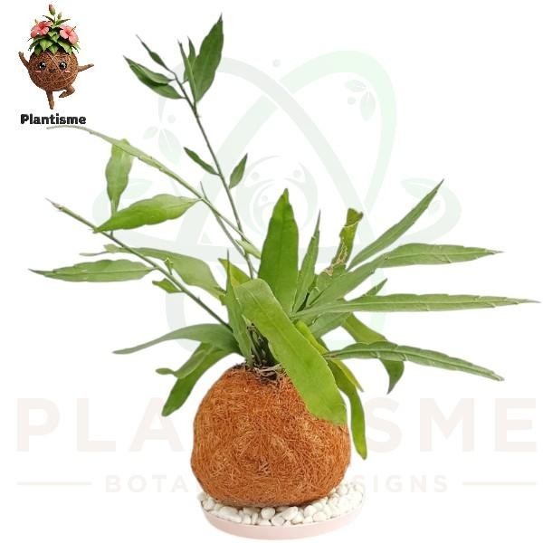 Kokedama – Wijaya Kusuma Putih Mini Epiphyllum Oxypetalum Tanaman Hias Berbunga Malam untuk Indoor E
