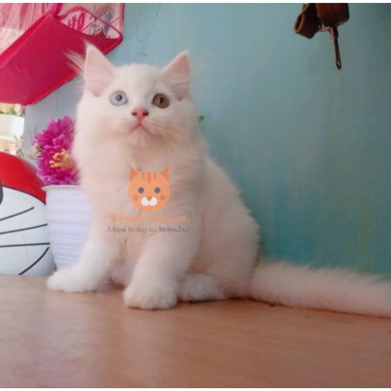 kucing Persia odd eye