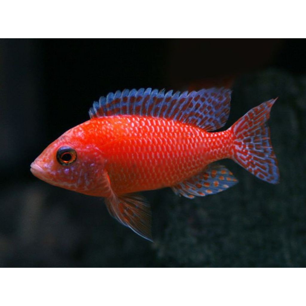 Dragon Blood Cichlid 6-8 cm ikan Hias Afrika Merah Cerah Aquarium