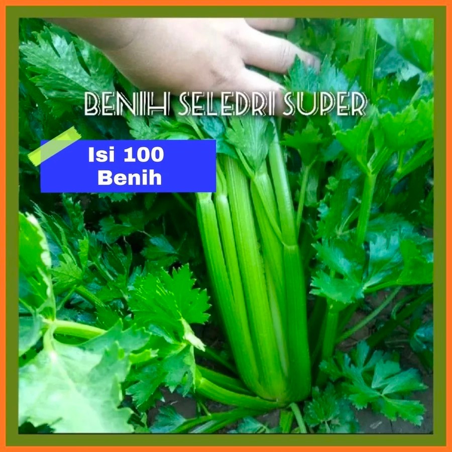 Benih Seledri Jumbo Super 100 Bibit Siap Tanam