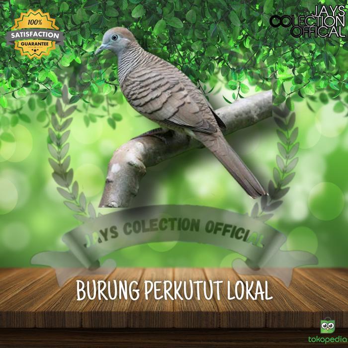 BURUNG PERKUTUT LOKAL TERMURAH