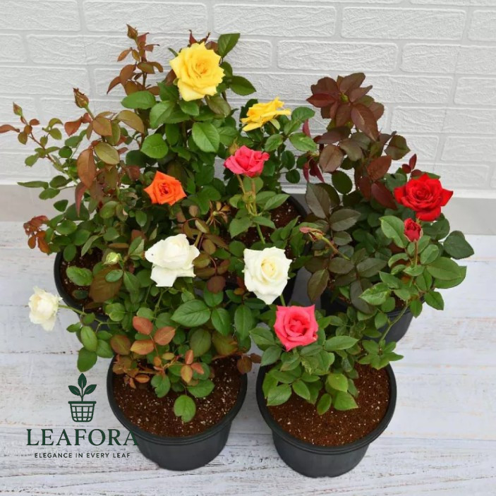 Tanaman Bunga Mawar Berbunga - Tanaman Hias Mawar Pot ( Sudah Bunga & Berlabel )