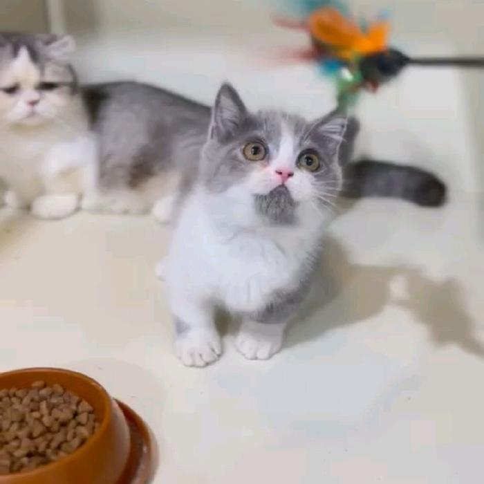 kucing Munchkin BSH/kucing cebol scotish fold/kucing kaki pendek gaelic fold/kucing British shorthai