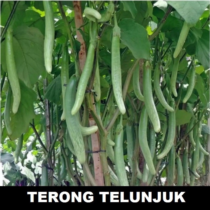 Terong Telunjuk 50 biji bibit seed seeds Benih Terong Telunjuk Lurik Sayuran Tunjuk Medan Unggul - B