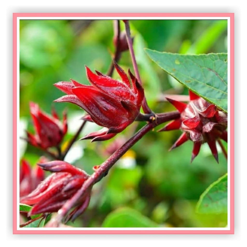 10 Biji Benih / Bibit / Biji - Rosella Merah & Rosela Ungu Tanaman Herbal