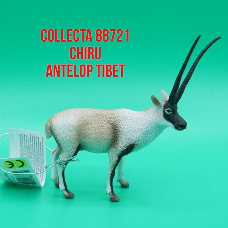 Collecta 88721 Chiru Antelop Tibet Shahtoosh  Pantholops Hodgsonii | Mainan Figure Binatang Miniatur