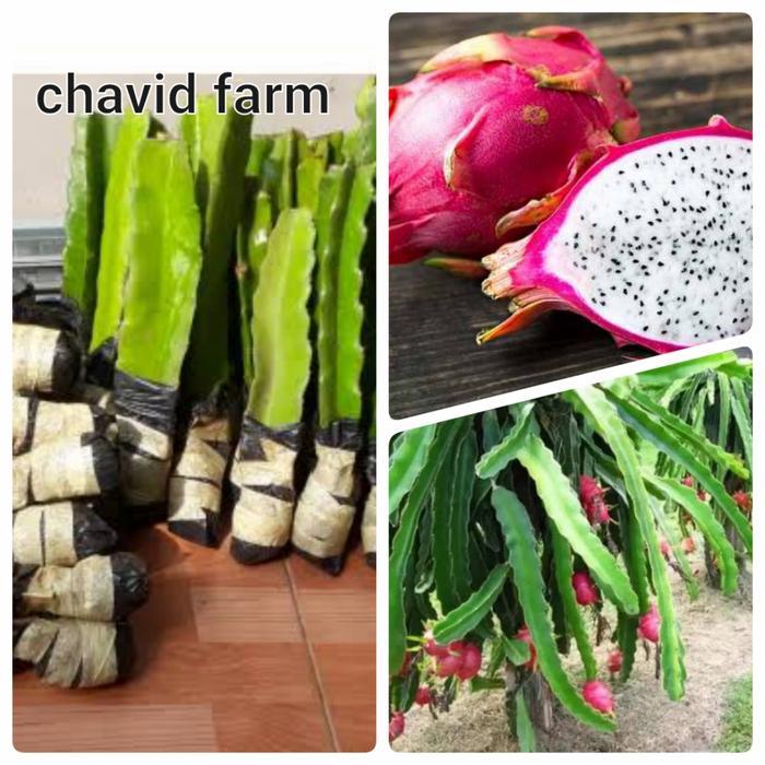 bibit stek buah naga putih super white