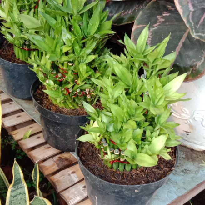 Tanaman hias bambu hoki - Tanaman hias bambu -Tanaman hoki bambu hoki