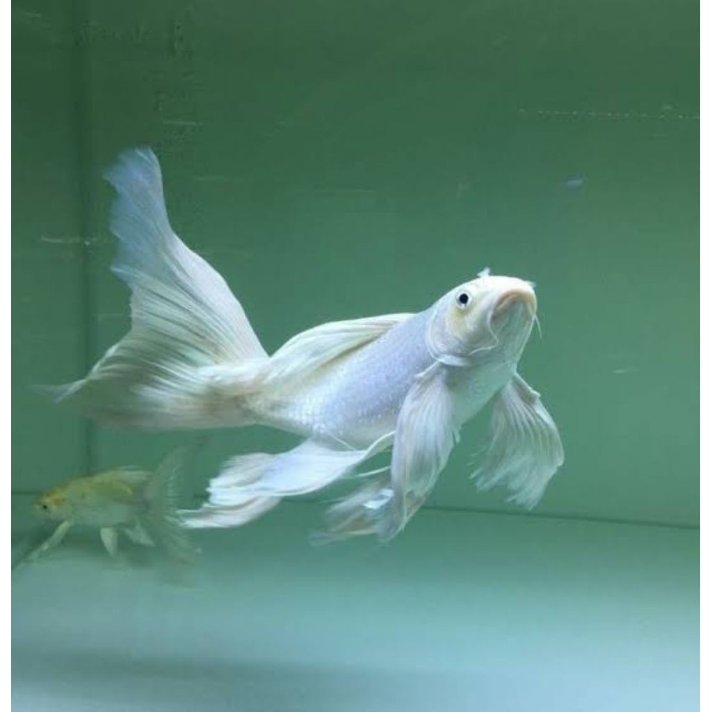Koi Slayer Putih 17-20 cm