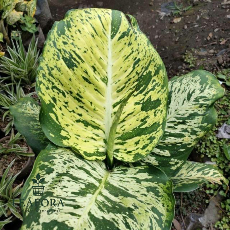 Tanaman Hias Aglonema Anggun Ayu - Sri Rejeki Anggun Ayu