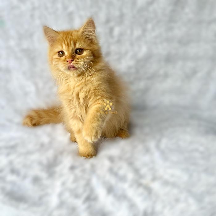 Kucing Persia Flatnose Red Tabby Oren Betina Oyen Kitten