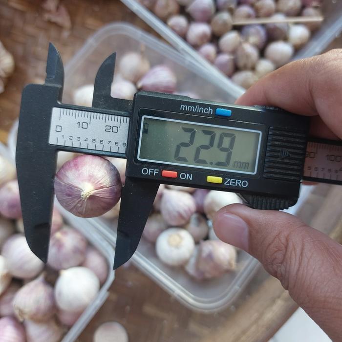 [BISA PILIH BERAT & UKURAN]  Bawang Putih Tunggal Kualitas Bagus [Bisa COD] Bawang Lanang - Sedang 2