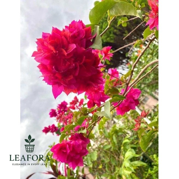 Bougenville Hawai merah fanta  bunga Tumpuk ORIi