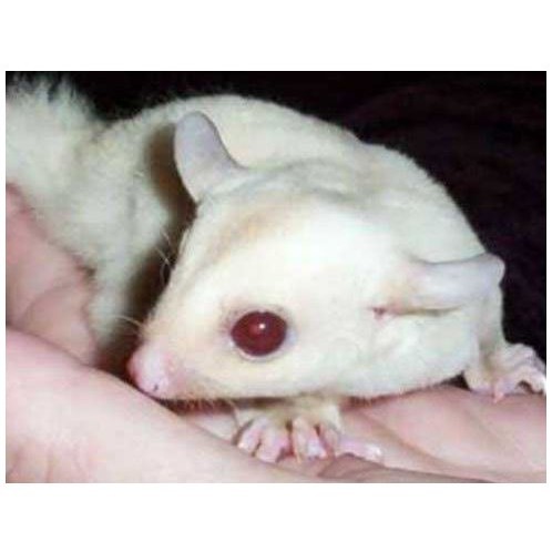 Joey Sugar Glider Leucistik, mosaic , albino Jinak Putih Bersih Murah - Platinum
