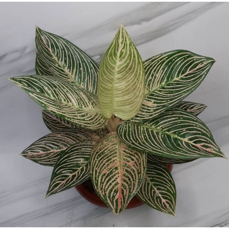 Bibit bonggol aglonema golden hope