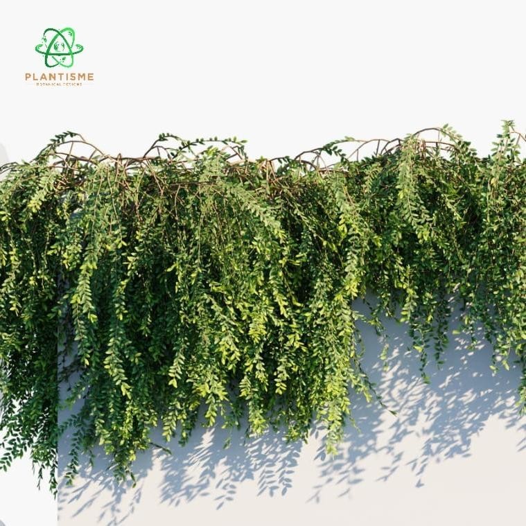Tanaman Hias – Phyllanthus Cochinchinensis Vietnam Leaf-Flower Tipsy-wood Shrub Drooping Foliage Pla