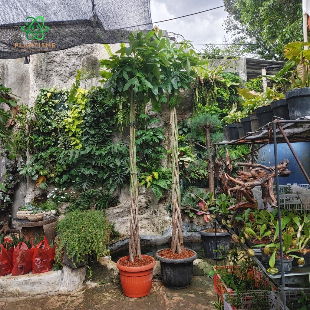 Tanaman Hias – Money Tree Pachira Aquatica Pohon Keberuntungan Kepang 5 Batang Tinggi 1m 2m Feng Shu