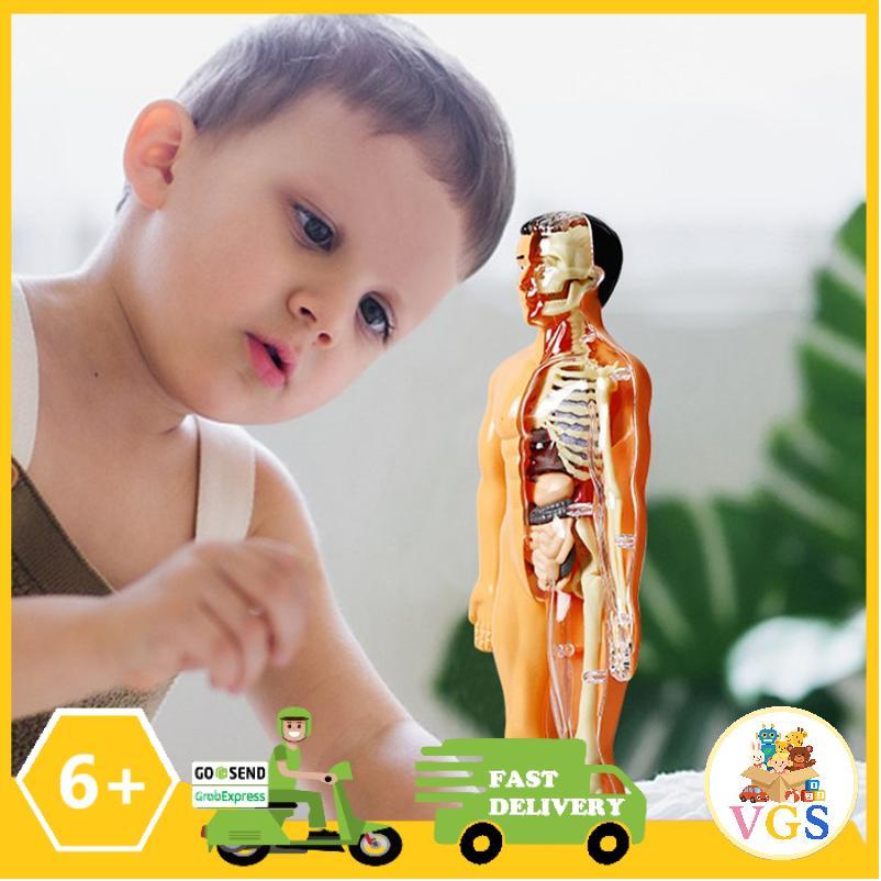 Variety Goods Shop Mainan Edukasi Anak Sains Belajar Mempelajari Anatomi Tubuh Manusia