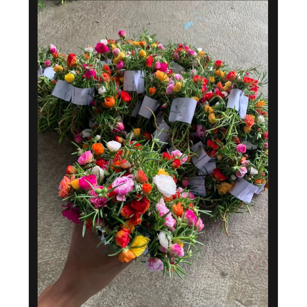 PROMO MURAH Bunga krokot asli super 100 stek batang bunga warna warni bunga sutra bombay krokot tump